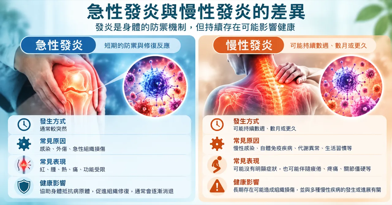急性發炎與慢性發炎的差異比較：發生方式、常見原因、常見表現與健康影響