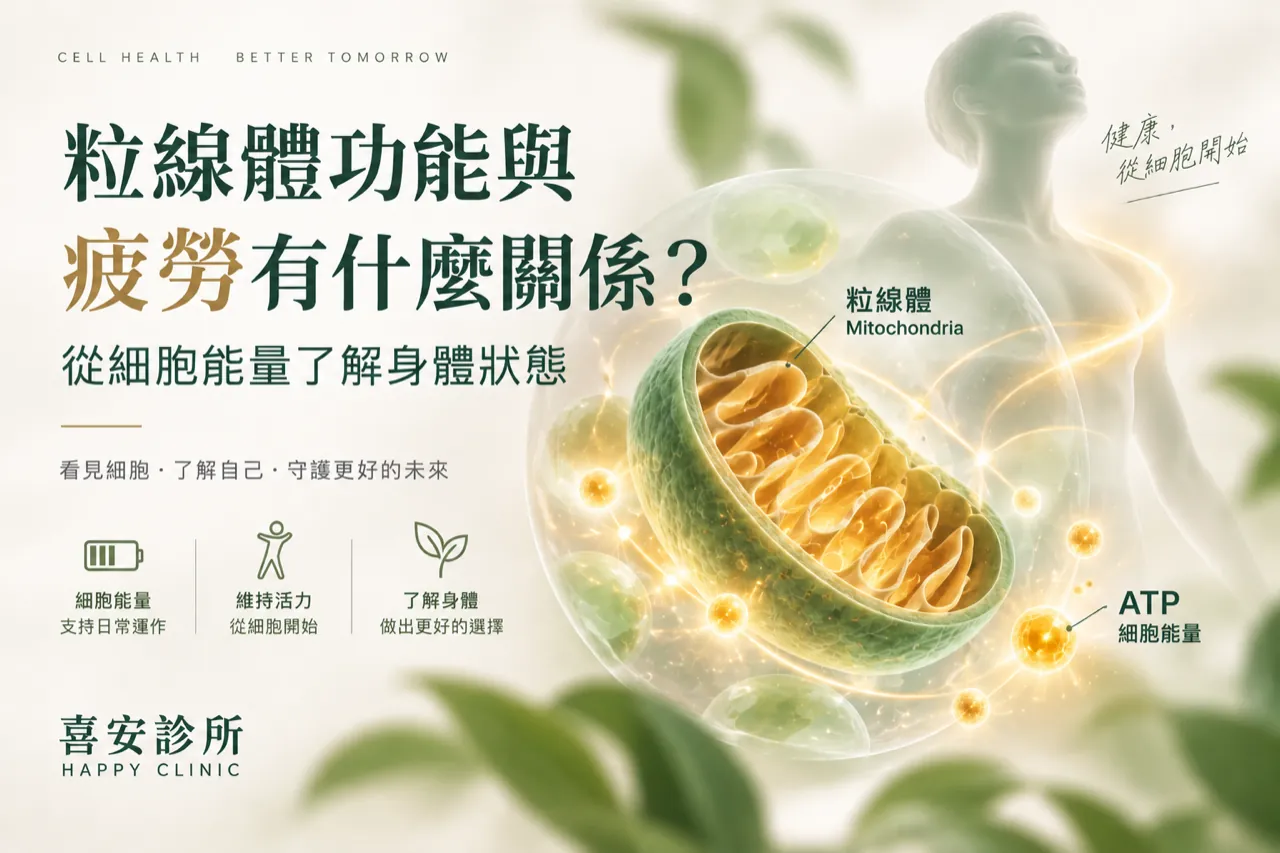 粒線體功能與疲勞關係及ATP細胞能量示意圖