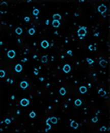 CD4(輔助 T 細胞)