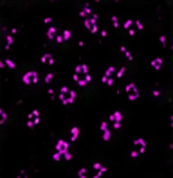 CD8 (Cytotoxic T Cells)