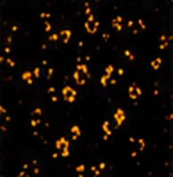 PD-1 (Exhausted Cells)