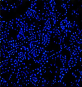 DAPI(細胞核)