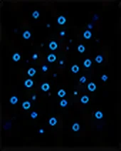 CD23