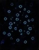 CD23