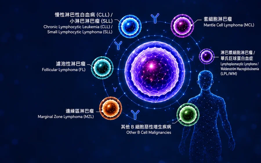 B 細胞族群檢測