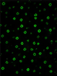 CD4 (T Cell)