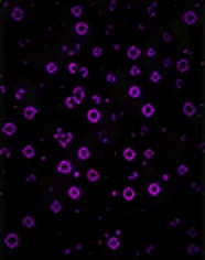 FoxP3