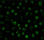 CD34 (HSC)