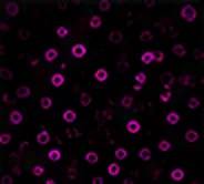 CD38 (Primitive HSC)