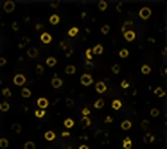 CD45RA (Differentiation)