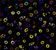 Composite Image