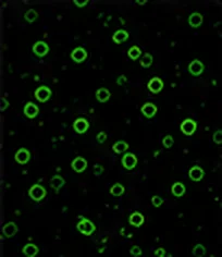 CD73 (Positive)