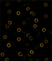 CD45 (Negative)