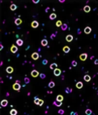 Merged Image