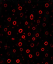 CD133 (SSC)