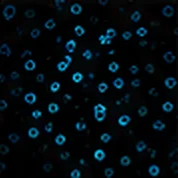 CD16 (Activated NK)