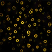 CD69 (Activated NK)