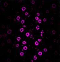 CD56（NK 細胞）