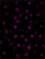 HLA-DR (Maturation)