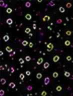 Merged Image