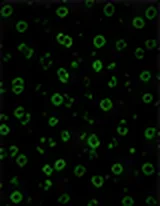 CD11c(樹突細胞標記)