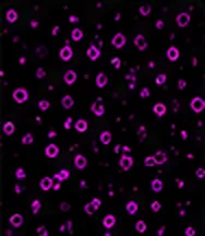 CD4 (T Cell)