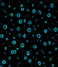CD16/CD56 (NK Cell)