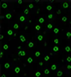 CD3 (T Cells)