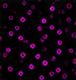 CD8 (Cytotoxic T Cells)