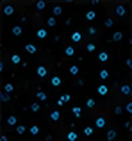 Granzyme B
