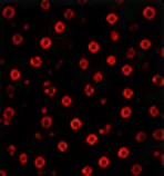 CD107a (Degranulation)