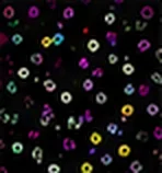 Merged Image