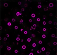CD8（毒殺 T 細胞）