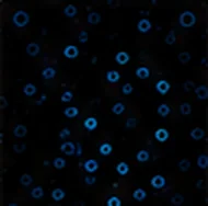 Granzyme B