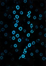 MitoTracker(粒線體)