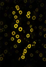 γ-H2AX(DNA 修復)