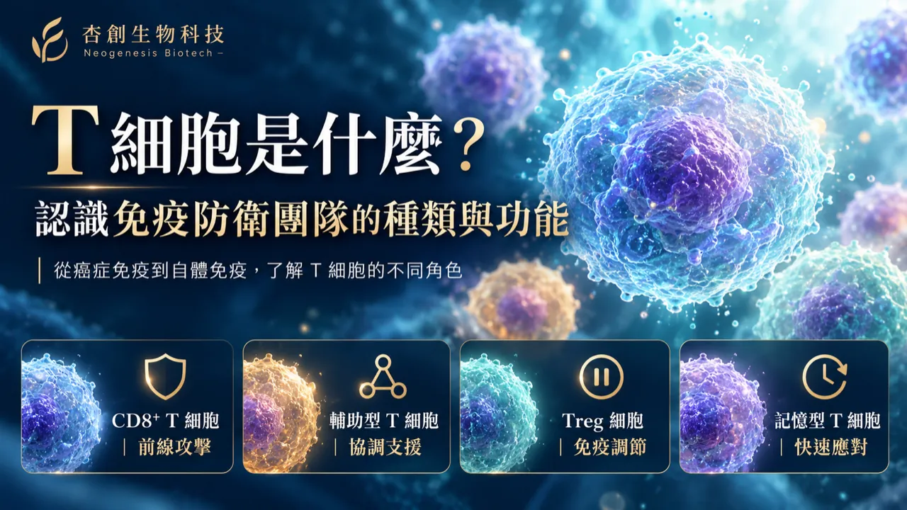 T 細胞是什麼:CD8⁺ T 細胞前線攻擊、輔助型 T 細胞協調支援、Treg 細胞免疫調節、記憶型 T 細胞快速應對